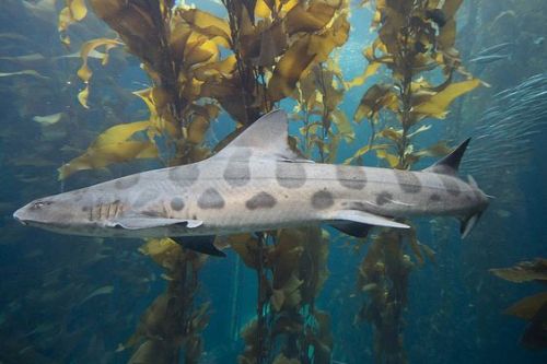 leopard shark