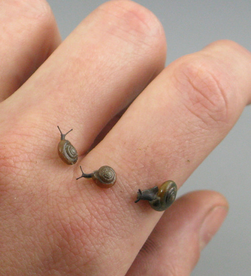 euo:  Snail Parade 