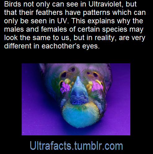 ultrafacts: Source: [x] Click HERE for more facts! 