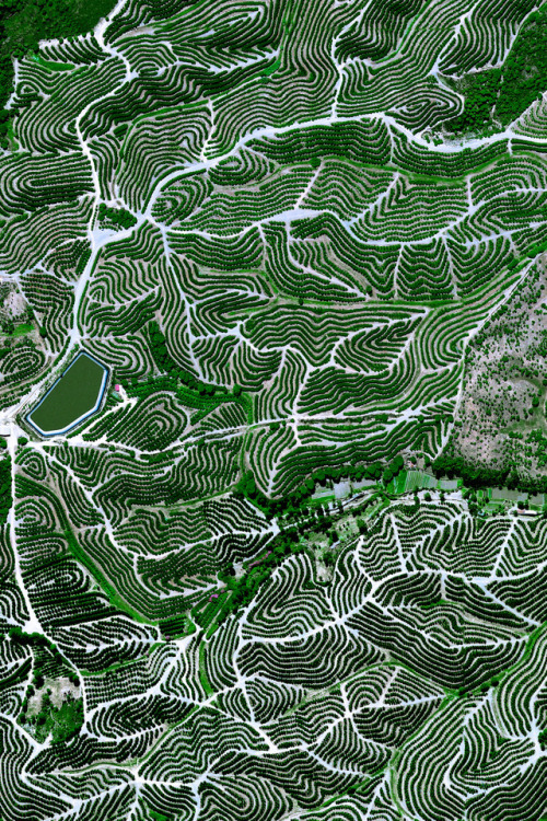 dailyoverview:Fruit trees swirl on the hills of Huelva, Spain. The climate here is ideal for this gr