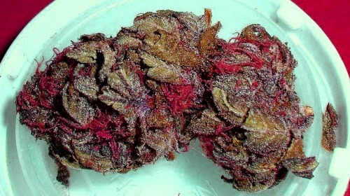 weedthefollowers:  ganjasociety:  Strawberry Cough  my mouth is WATERING 