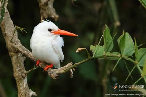 rockjumperbirdingtours:Sometimes we find birds with very odd plumages, such as this famous Malachite