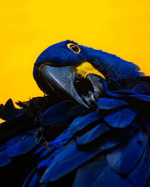 Hyacinth macaw.Photographed at the National Aviary, Pittsburgh