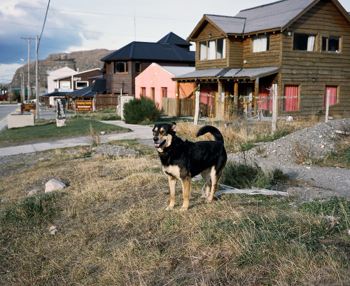 tripppmag: Photographer Dave Kent captures the street dogs of Patagonia as he trips across the South