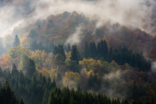 banshy:  Morning Mist // Joao Maia 