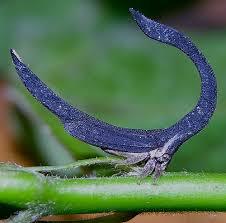 sixpenceee:  Horseshoe-Shaped Treehopper: The helmet of the Sphongophorus ballista has a horseshoe shape and helps the little bug to camouflage itself. Very little research has been done to the life to treehoppers in general.