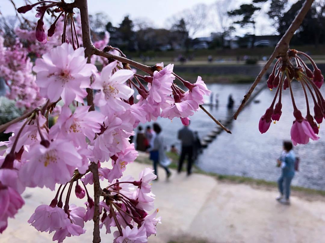 鴨川の飛び石
#kyoto #japan #trip #travel #travelphotography #cherryblossom #桜 (鴨川沿い)