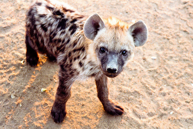 axiatonal:  southafricaphotoblog: A baby hyena seen on a South African safari. Bebé