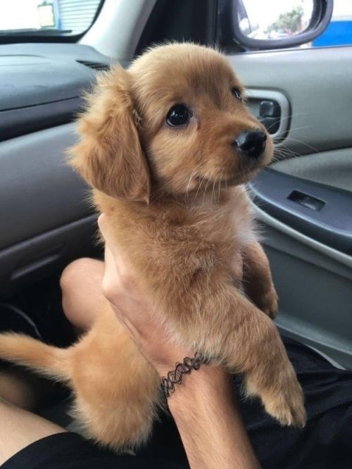 why-am-i-narrating: alis-anne: babyanimalgifs: These pups will surly make your day better Babies! &a