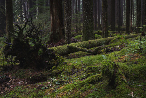 Forest Floor by zh3nya on Flickr.