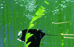 yocalio:          AB: Ocean                      ZÛ: Deep   