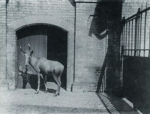 endlingmusings:A rarely seen uncropped version of the only known photo of a live bubal hartebeest, a