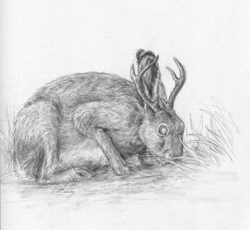 Jackalope . . . . #art #drawing #sketch #pencildrawing #pencilsketch #traditionalart #mythology #cry