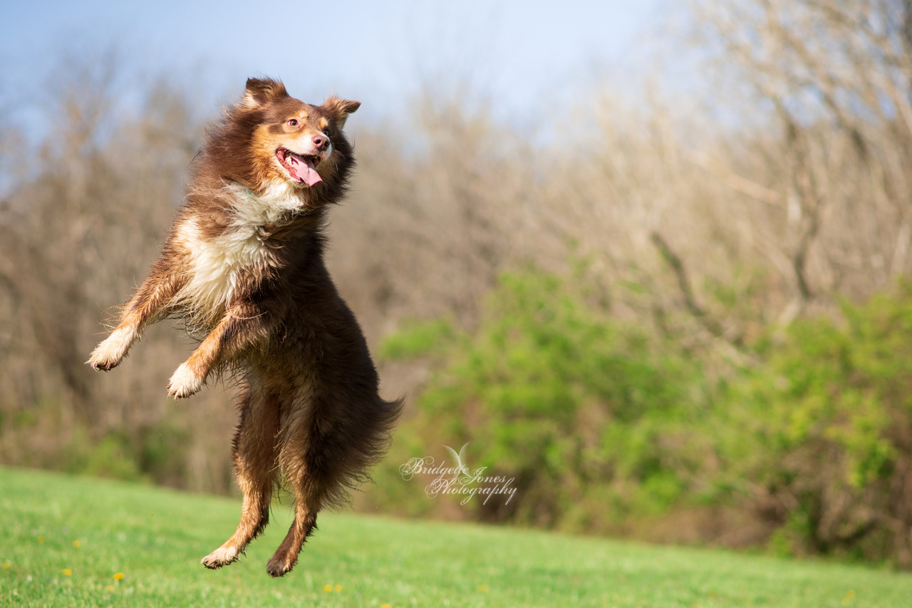 Pazuzu in the air: a photoset Action shots like these excite me so much because it’s so HARD to not only catch your dog in 