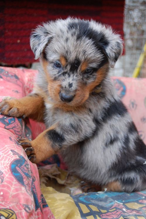 tanpoint: Color Morph Series: Harlequin Beauceron The Beauceron comes in two different acceptable co