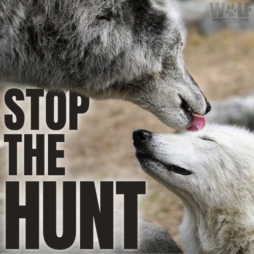 johnnyslittleanimalblog: via Wolf Conservation Center 69 wolves have been killed for fun i