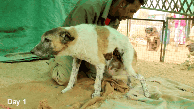 gifsboom:  Yamuna is an Indian street dog who was hit by a car and left dragging her hind legs unable to stand. Watch what happened within just a few weeks of physical therapy and love. [video]