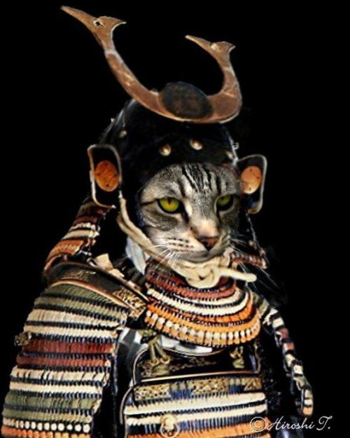 sabanasblancasuniverse: @41Strange: Samurai Cats (by T. Hiroshi) @petermorwood