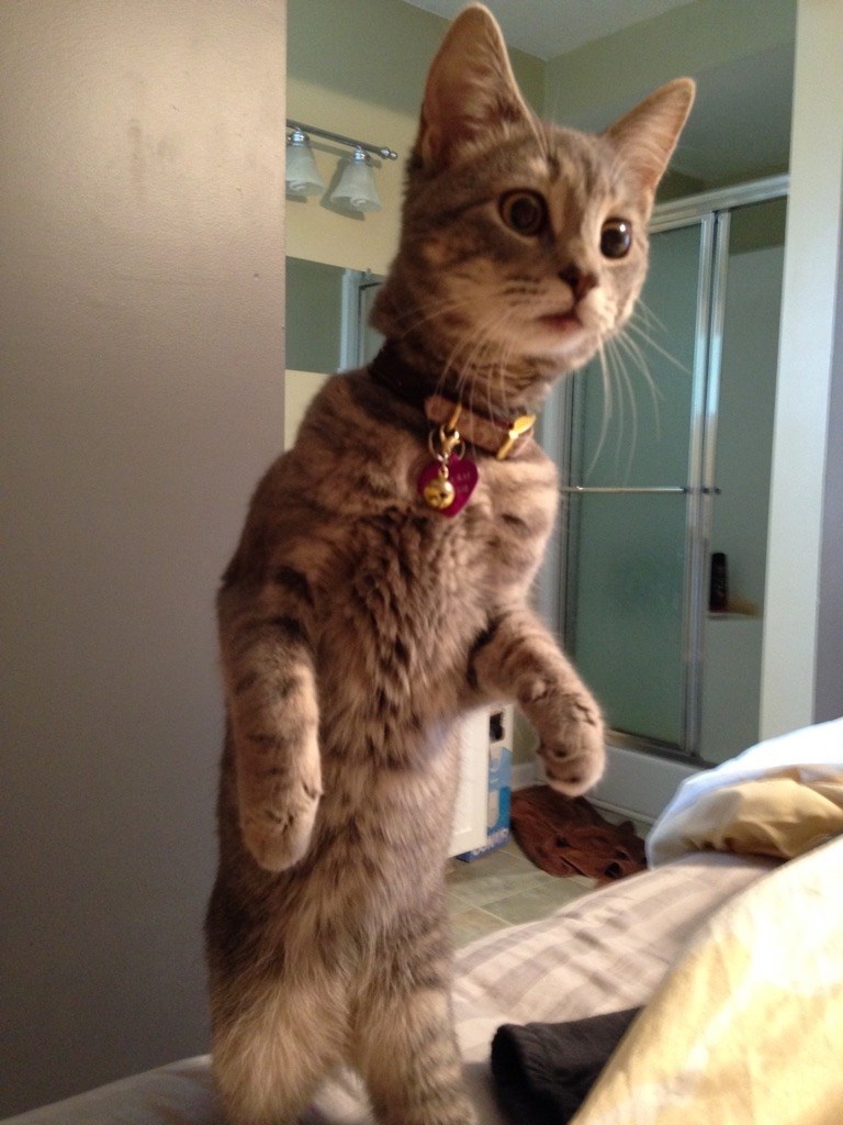 princes-juliana:  My sisters dogs started barking and then her cat did this..