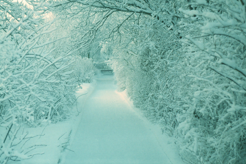 englishsnow:  Iceland 