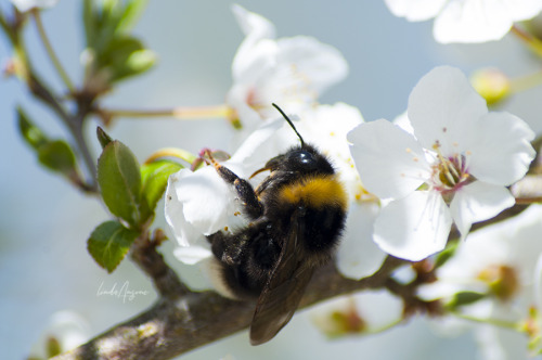 blossoms