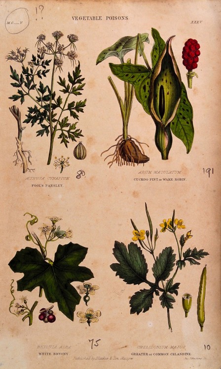 heaveninawildflower:Poisonous plants (1855) by John Johnstone..Engravings with watercolour. Publishe