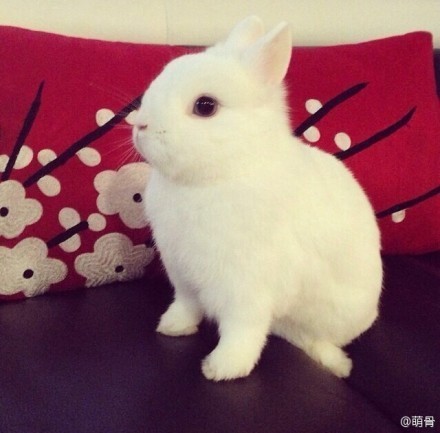 Porn Pics inconceivable-awesomeness: BUNNY. 