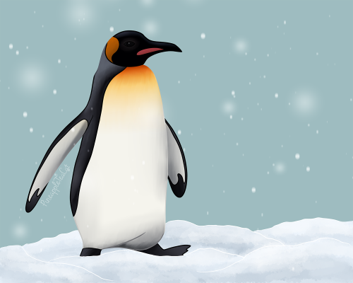 Winter Birds: PenguinI think this one is a king penguin. I had a hard time deciding which type of pe