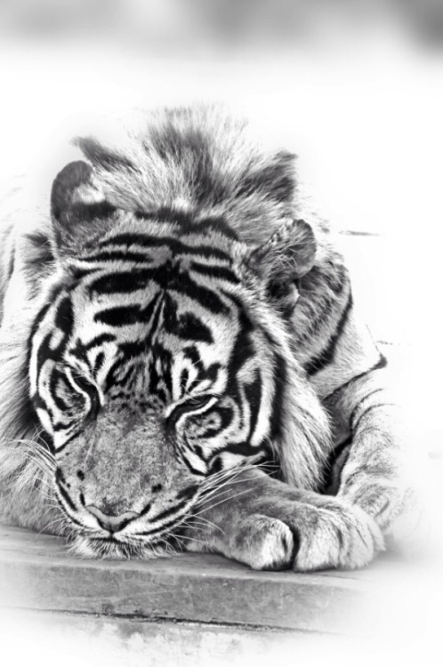 robert-dcosta:  Relaxed (Ian Hainsworth) | RD