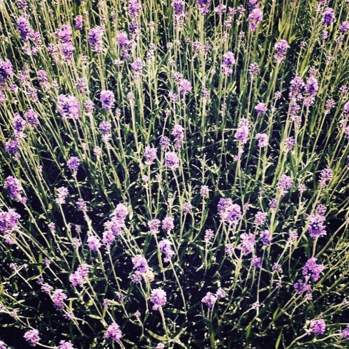 mimosareblogs: Lavender in my garden Source : @mimosa203 Don’t reblog in Nsfw porno/trash blogs!