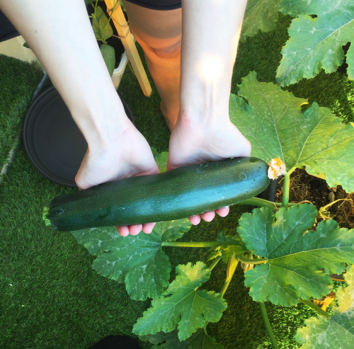 Let me introduce my very first zucchini this year! In fact, my first zucchini ever on a balcony. I’m