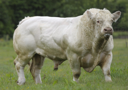 Charolais cattleThe Charolais is a breed of taurine beef cattle from the Charolais area surrounding 