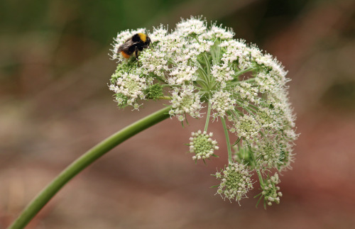 hogweed