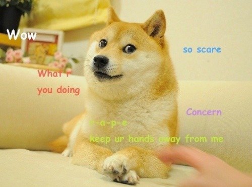dogjournal:  THE DOG BEHIND THE “DOGE” MEME IS A PUPPY MILL SURVIVOR - “She was a pedigreed dog from a puppy mill, and when the puppy mill closed down, she was abandoned along with 19 other Shiba dogs…” A Shiba Inu in Japan named Kabosu was