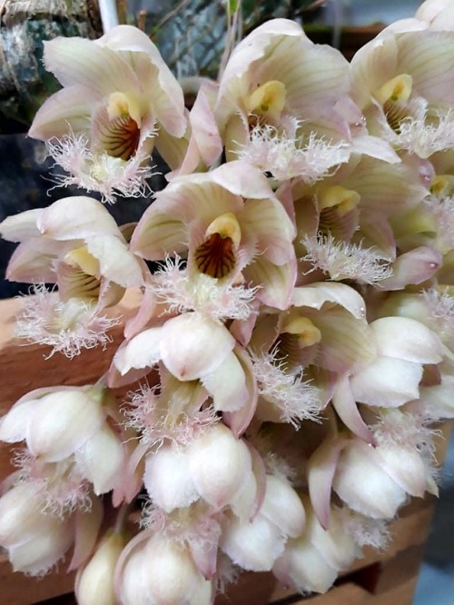 Orchid Clowesia grace dunn