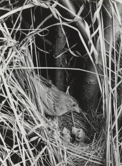 robert-hadley:Eliot Porter - Field Sparrow, 1941.
