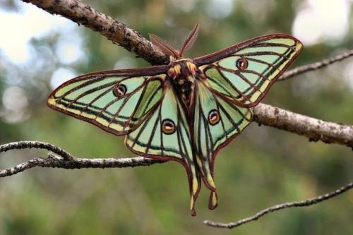 coolthingoftheday: TOP TEN COOLEST MOTHS 1. Luna moth 2. Wood nymph moth - Looks boring, right? Woul