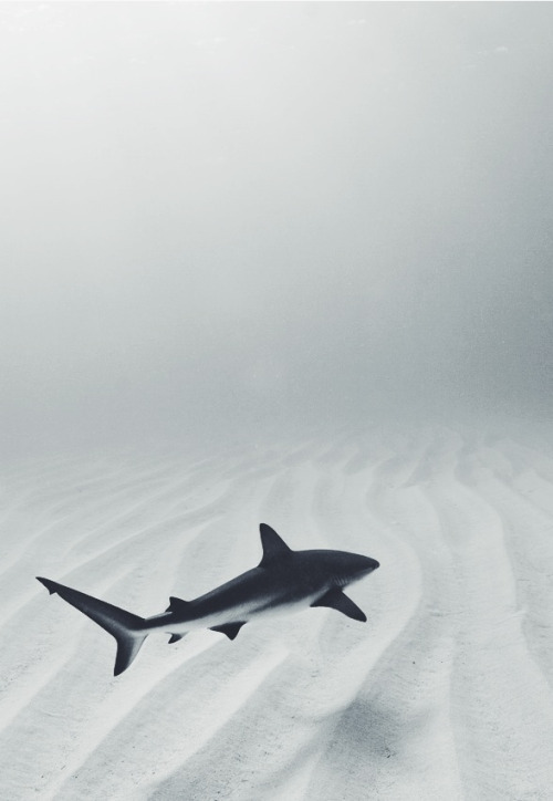 billionairexxx:  Photo {luxury}