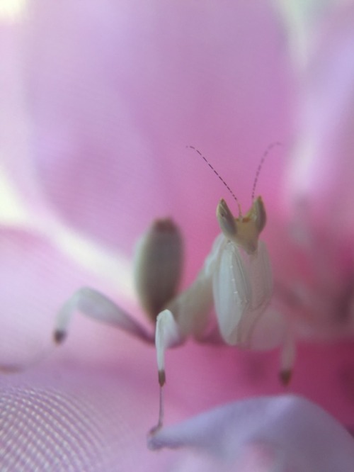 Porn hierodula: 🌸how can something so small photos