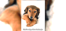 jakegylenhalls:Tom Hardy totally loves dogs
