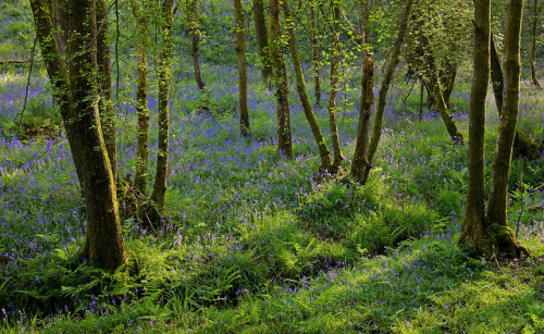 High Weald Bluebells by Alan MacKenzie www.facebook.com/alanmackenziephotography