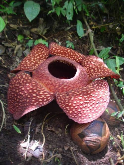 The sweet scent of rotting corpseWhile these flowers from the genus Rafflesia (named after Sir Stamf