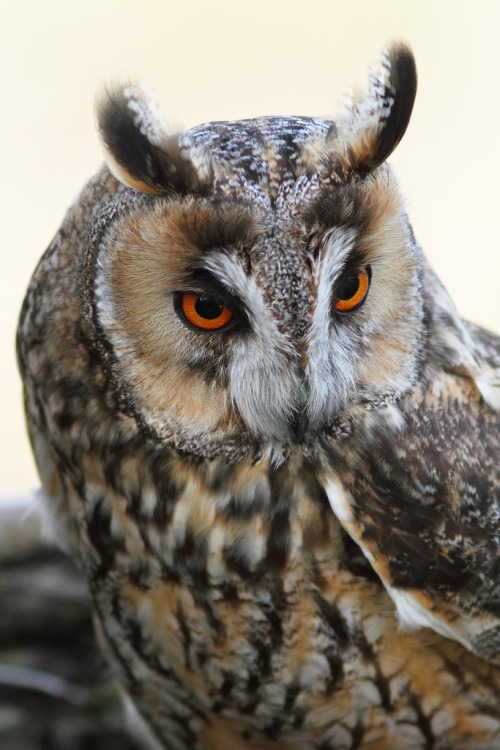 owlsday:Long Eared Owl by John Carrette on Flickr. 