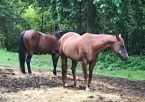 Horses, Bent Mountain, Floyd County, ole Virginny, 2017.