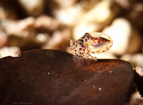cephalopodsgonewild: Baby octopus on a leaf - Okinawa, Japan by Okinawa Nature Photography