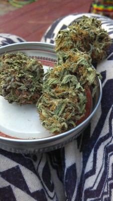 cannabisblisss:  Whats that? I cant hear you over this loud bud