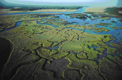 oceanportal:To show our appreciation for estuaries this last day of National Estuaries Week here are