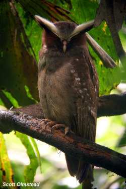 ainawgsd:   The crested owl (Lophostrix cristata) is a species of owl in the family Strigidae. It is the only species (monotypic) in the genus Lophostrix. It is a resident bird and occurs in Central America and northern South America. It is a medium sized