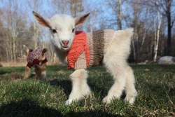 obeechris:  copperbadge:etrangerici:bookofoctober:Hey, even baby goats like to cozy up in sweaters when the weather gets chilly. Photos from Sunflower Farm in Cumberland, MaineAre you kidding me?   @copperbadgeThey wear kid sized. :D@potatochipped