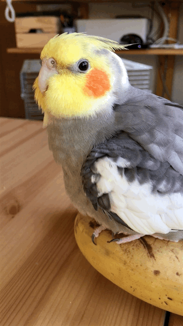 parrot-post:Stretchin Benj.